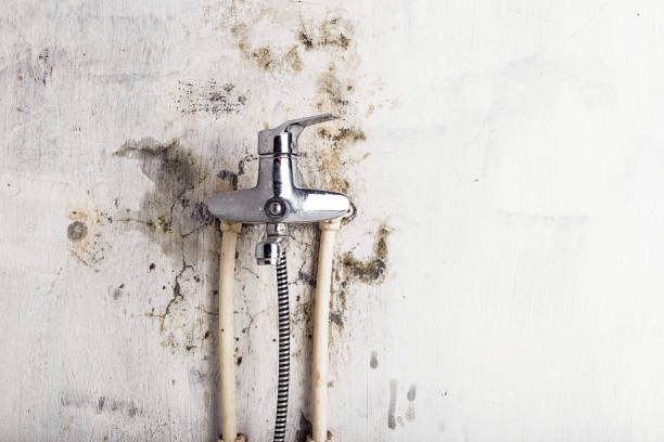 Reliable Harvey, MI Mold Removal Solutions