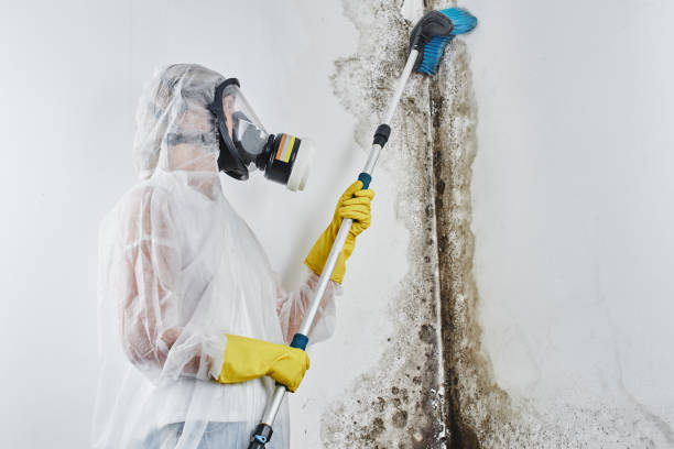 Best Emergency Mold Removal  in Harvey, MI