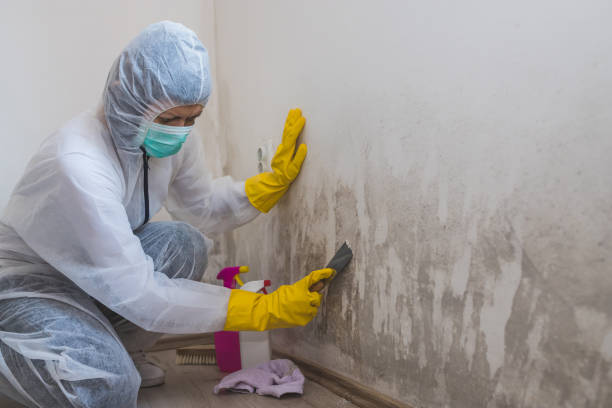 Best Emergency Mold Removal  in Harvey, MI