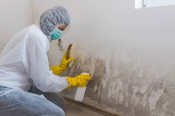 Best Mold Removal Company Near Me  in Harvey, MI