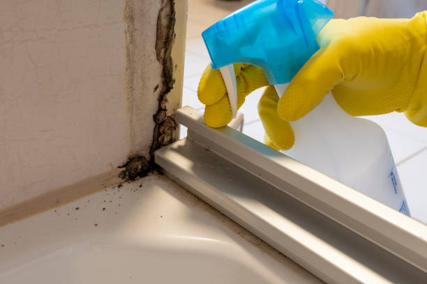Best Commercial Mold Removal  in Harvey, MI