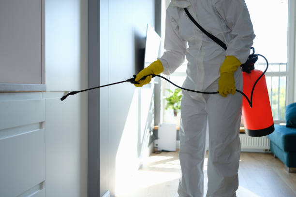 Best Local Mold Removal Service  in Harvey, MI