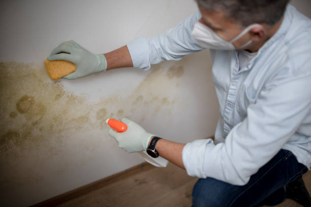 Best Professional Mold Removal  in Harvey, MI