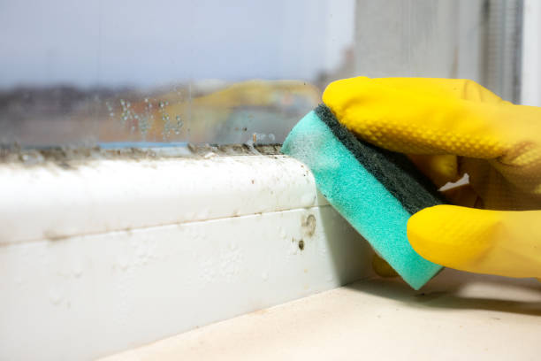 Best Mold Removal Near Me  in Harvey, MI