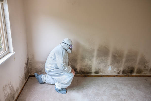Best Crawl Space Mold Removal  in Harvey, MI