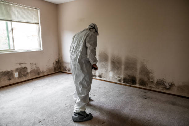Office Mold Removal Services in Harvey, MI