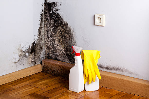 Best Office Mold Removal Services  in Harvey, MI