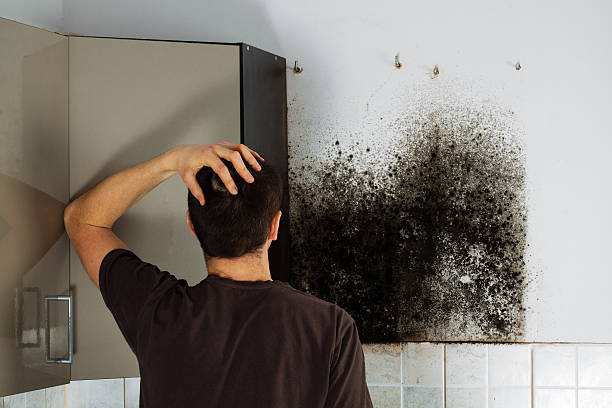 Best Residential Mold Removal  in Harvey, MI