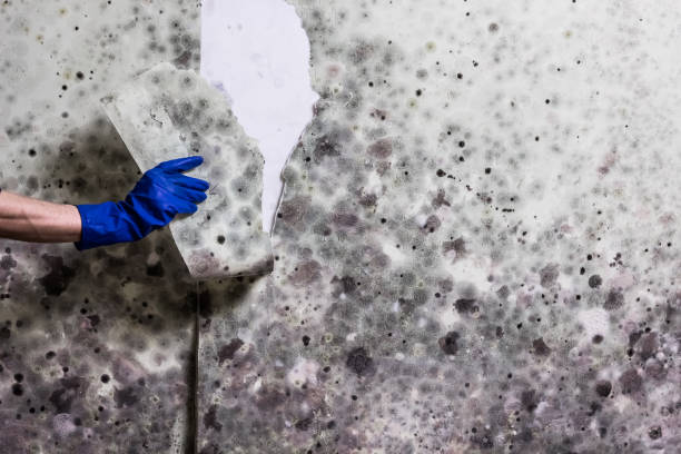 Crawl Space Mold Removal in Harvey, MI