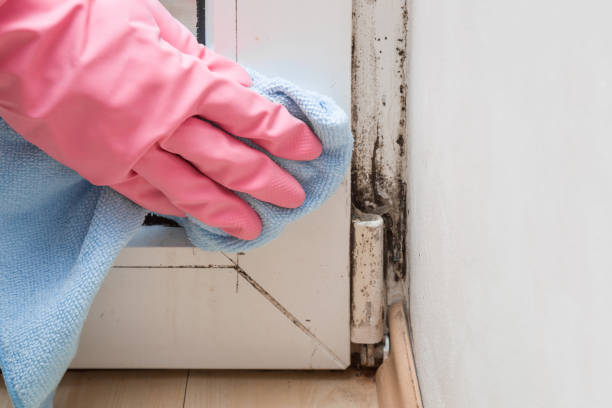 Best Mold Removal Company Near Me  in Harvey, MI