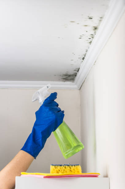 Best Mold Damage Repair  in Harvey, MI